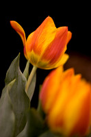 Southeast Flower Show Atl